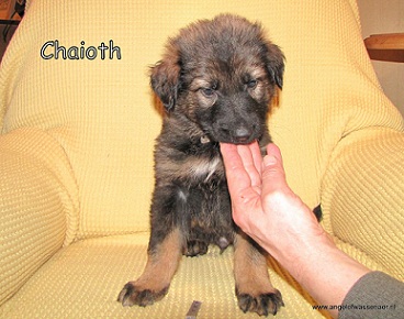 Chaioth met 6 weken